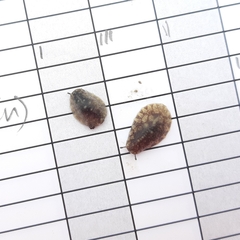 Onchidella nigricans