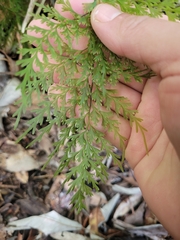 Hymenophyllum demissum