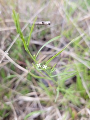 Thesium australe
