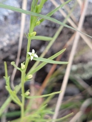 Thesium australe