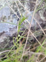 Thesium australe