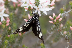 Periscepta polysticta