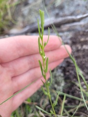 Thesium australe