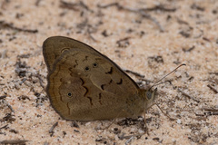 Heteronympha merope