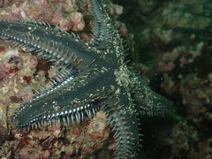 Astropecten polyacanthus