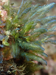 Bryopsis