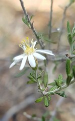 Olearia pimeleoides