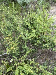 Pimelea serpyllifolia serpyllifolia