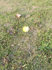 Arctotheca prostrata