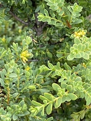 Pimelea serpyllifolia serpyllifolia