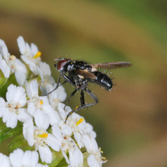Phania funesta