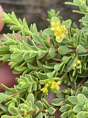 Pimelea serpyllifolia serpyllifolia