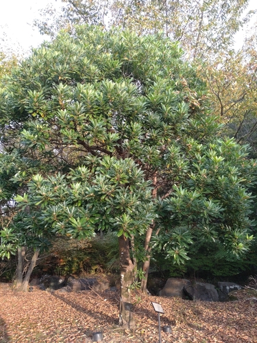 Daphniphyllum teijsmannii iNat (1)