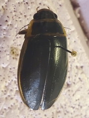 Dytiscus circumcinctus