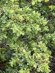 Pimelea serpyllifolia serpyllifolia