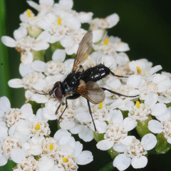Phania funesta