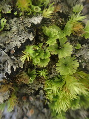 Crepidomanes minutum