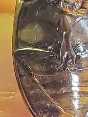 Dytiscus circumcinctus