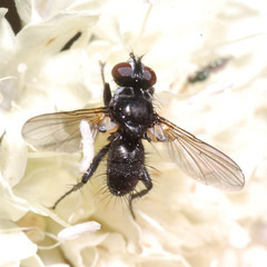 Phania funesta