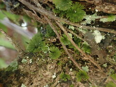 Crepidomanes minutum