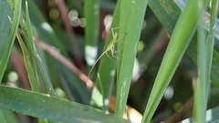 Megaloceroea recticornis