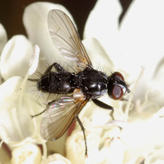 Phania funesta
