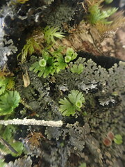 Crepidomanes minutum