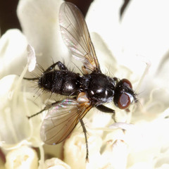 Phania funesta