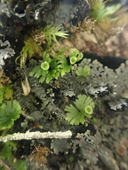 Crepidomanes minutum