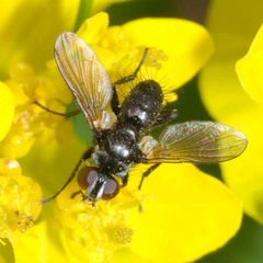 Phania funesta
