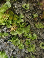 Crepidomanes minutum