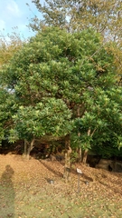 Daphniphyllum teijsmannii