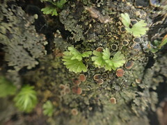 Crepidomanes minutum