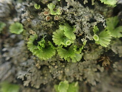Crepidomanes minutum