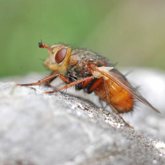 Tachina fera