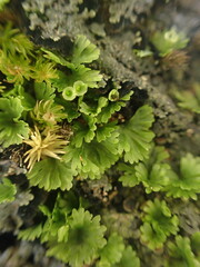 Crepidomanes minutum
