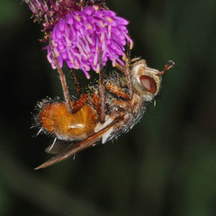 Tachina