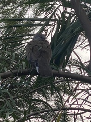 Streptopelia chinensis