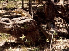 Varanus panoptes panoptes