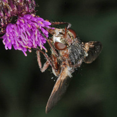 Tachina