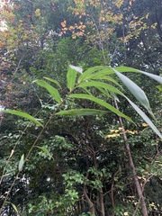 Pseudosasa japonica