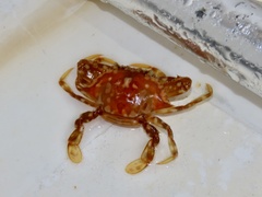 Portunus sayi