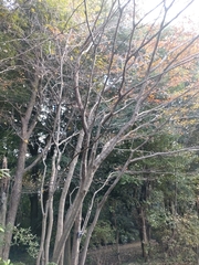 Cornus kousa