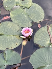 Nymphaea alba