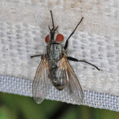 Zaira cinerea