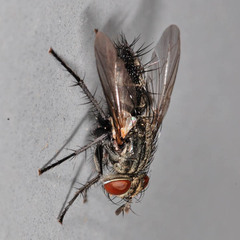 Voria ruralis