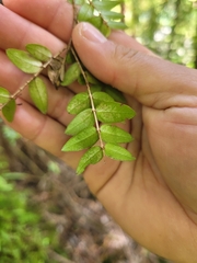 Metrosideros diffusa