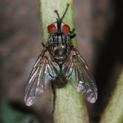 Zaira cinerea