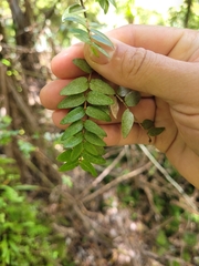 Metrosideros diffusa