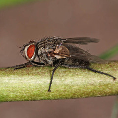 Zaira cinerea